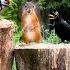 24 7 LIVE CAT TV NO ADS Awesome Birds Squirrels On The Meadow
