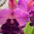 Spectacular Standard Cattleya Orchid Blooming Today It Has A Delicious Fragrance Too Plants