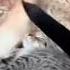Будильник будильник вставай Sleep Cat