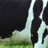 COW SOUND MOO IN HIGH QUALITY
