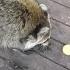 Friday 13th Raccoon Diner With Angie And Jim