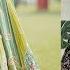 Lehenga Wholesale Market Surat 60 Discount म लह ग Surat Lehenga Market Lehenga Shop Surat