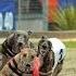 Greyhound Race Dog Racing