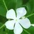Flower Sound Of Grig Nature