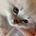 What Does Purring Really Mean