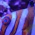 Watch This Before You Get A Harlequin Tuskfish