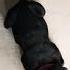 Black Labrador Puppy Shaking Hand KNIGHT