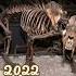 2022 Of Saber Tooth Tiger And 6000 Bce Ofsaber Tooth Tiger Shorts Trendingshorts Foryou Viral
