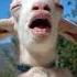 Kambing Lucu Sampai Tertawa Goat Kambing Mbek