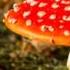 Dream Theatre Infected Mushroom