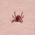 How To Remove A Tick
