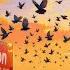 Basket Day Old Birds Race Hirson 348km 8 Birds In For The Race Racing Pigeons