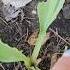 STOP Eating My Garden How To Prevent Slugs And Snails In The Garden Gardentips Gardenslugs