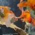 This Goldfish Tank Is Pure Calm Fishkeepinghobby Exoticaquariumfish Fishtank Fish