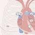 Cardiovascular Examination Clinical Examination Of The Heart