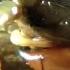Desert Centipede Vs Trapdoor Spider MONSTER BUG WARS