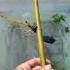 Bamboo Water Propagation