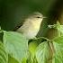 Tennessee Warbler Costarica Birdwatching Nature Birding Warbler Songbirds Bird Beautiful