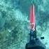 What Happens If You Speared A Remora Suctianfish Spearfishing Remora