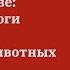 Пустота в голове как палеонтологи изучают мозг ископаемых животных