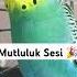Happy Sound For Budgies Budgies Happysound Birdlovers