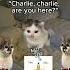 CAT MEMES When You Sleep With Friends Shorts Catmemes Relatable