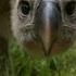 Feeding A Vulture Vultures Beauty In The Beast Natural World BBC