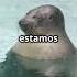 Seals Sleep Underwater Without Drowning Seals Marinelife Trivia Didyouknow