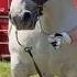Calul Falko Care A Murit Horse Sterstallion Stallion Horses