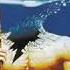 Eloy Ocean 1977 Poseidon S Creation