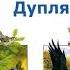 Николай Сладков Дупляной Утенок Сказки Сладкова Слушать