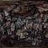 Bracken Bat Cave Texas Shorts Bats Nature Animals Biodiversity Ecosystem