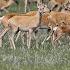 Mongolian Gazelle The Great Nomad Of The Asian Steppe