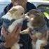 Happy Run 701 Frannielife Postmandan Frandan Frandanfurever Chihuahuas Frannieandthebeane