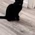 There Is So Much To Say Cute Black Cat Meowing