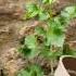 Jostaberry Cutting From June Is Putting On So Much New Growth And Is Ready To Plant Out For Winter
