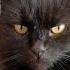 Котик икает