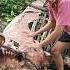 Sapi Tidur