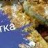 Шарлотка Шарлотка с яблоками Яблочный пирог