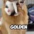 This Golden Retriever Wants To Be The Kitten S Mom
