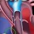 The Pathway Of Blood Flow Through The Heart Animation
