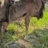 Nature Animals Markhor