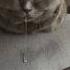 Do Cats Really Dream