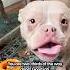 What To Do About Your Dog Entering The Terrible Twos The Pack