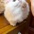 Cute Cat Videos Cat Videos Compilation 2022 233 Funny Cat Videos2022 Atb Animal Videos
