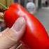 Italy Food Tour DOP San Marzano Tomatoes