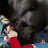 Oh No Mr Bill Our Lab Loves This Dog Toy It Has Sound From Saturday Night Live