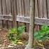 5 Edible Ground Covers That You Should Companion Plant NOW