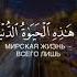 Абдурахман Масад очень красивое чтение корана сураи Аль Анкабут