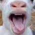 The Goat Voice Goat Funny Shortvideo Short Viralvideo